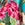 Jantzen Women's Palms and Tropics June Kaftan Cover Up