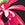 Tommy Bahama Women's Lily Cat Reversible String Bikini Top