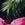 Body Glove Women's Tropical Island Brasilia Tie Side Bikini Bottom